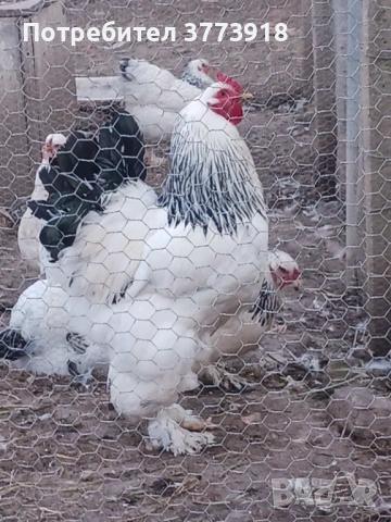 Продавам  петли и ярки Колумбийска брама цена 30€