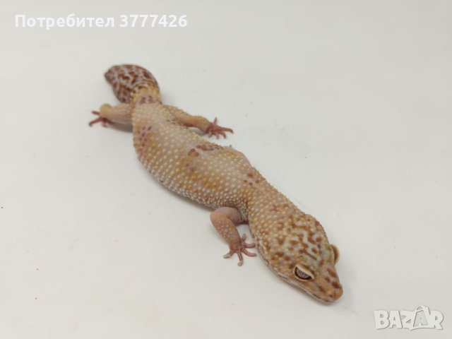 Женски Леопардови Гекони, снимка 3 - Гекон - 44394698
