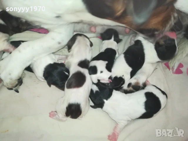 ДЖАК РЪСЕЛ-КУЧЕНЦА 250ЛВ ЗА 1БР 1508250823, снимка 4 - Джак ръсел териер - 51372207