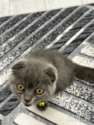 Шотландско клепоухо, снимка 5 - Британска късокосместа - 52860696