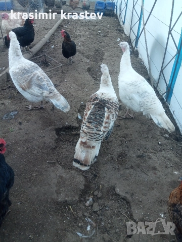 свободни пуешки яйца, снимка 3 - други­ - 52913057