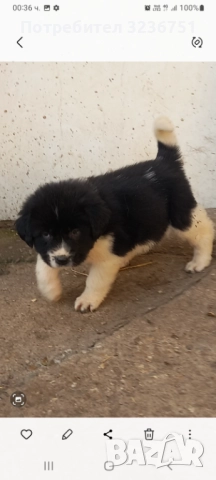 Българско овчарско куче , снимка 5 - Каракачанска овчарка - 52644548