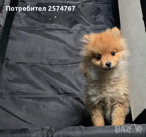 Померански шпиц , снимка 13 - Померан - 52679788