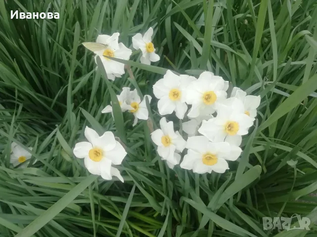 Луковици нарциси и минзухари, снимка 3 - Сортови семена и луковици - 56228133