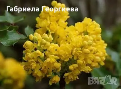 Махония , снимка 2 - Градински цветя и растения - 48643757