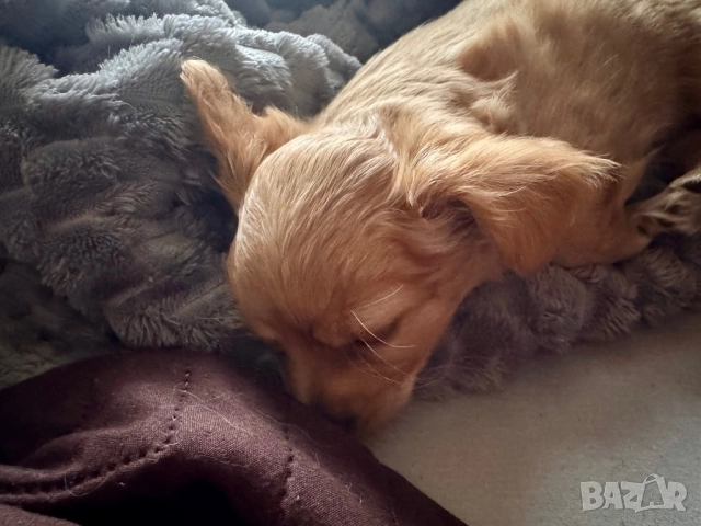 Чихуахуа, ваксинирано, снимка 8 - Чихуахуа - 52786882