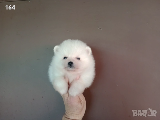 Бели Померани. Мъжки Померанчета., снимка 4 - Померан - 54174694