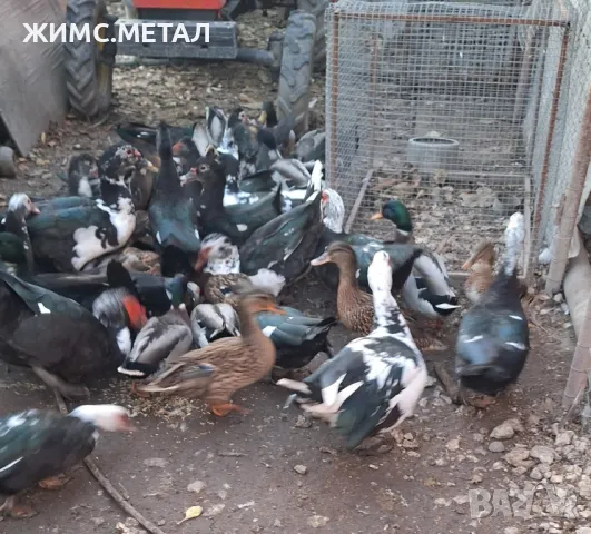 Домашни патици, снимка 3 - други­ - 48022340