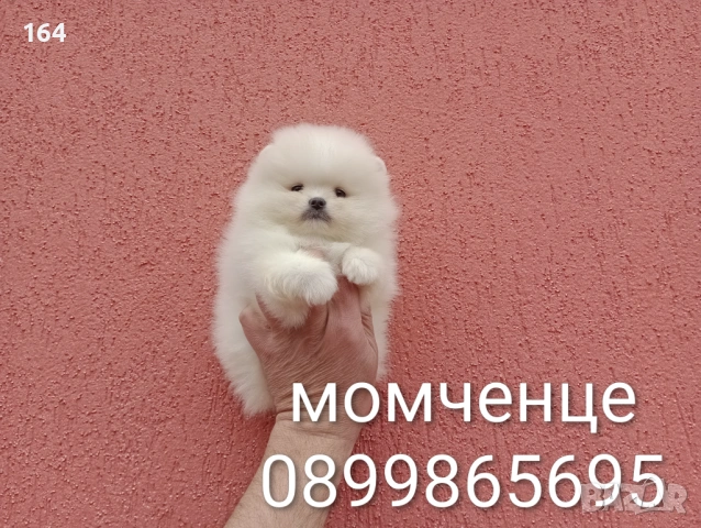 Различни възрасти ! Богат избор ! Чисто бели мини Померани. Реални снимки !!! 