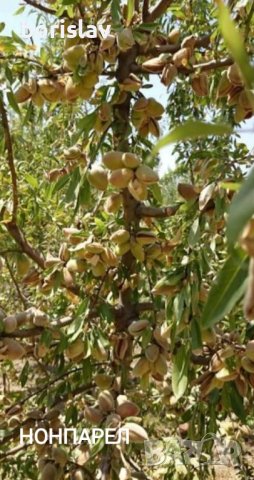 Бадеми сортове Аспарух, Ферадуел, Тексас, Нонпарел и Ференя, снимка 7 - Разсади - 42406746