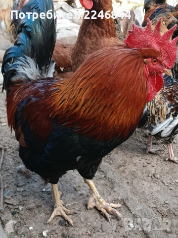 Продавам млади петлета само за 7,50