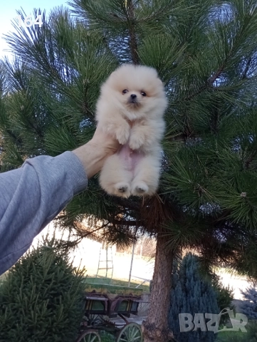 Померан. Мини момиченце. Реални снимки!, снимка 8 - Померан - 52932896