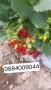 Разсад ягоди и малини , снимка 2