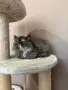 Персийски котенца , снимка 12