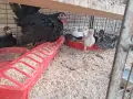 Шабо на различни възраст, снимка 12