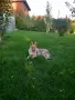 Чехословашки вълчак, снимка 3