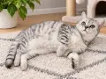 Британски късокосмести , снимка 3