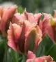 ЛАЛЕТА - луковици, снимка 8