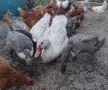 порода Индийски бегач патки, снимка 7