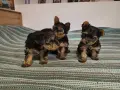 малки прекрасни йоркита, снимка 5