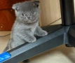 британски котенца, снимка 10