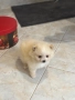 Померан мини , снимка 3