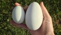 Продавам гъши яйца!, снимка 1 - Патици и гъски - 38920189