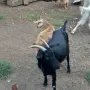 Продавам 3 кози и 1 яре, снимка 2