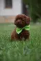 Той пудел Toy poodle, снимка 10
