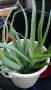 продавам цветя Алое лечебно, снимка 7