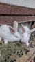 Холандски зайци, зайци Веселина и кръстоска, снимка 5