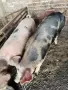 домашни прасета , снимка 4