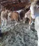 Продавам Шилета и Коч, снимка 7