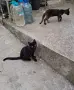 Две бездомни котета , снимка 14