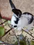 Малки  сладки зайченца, снимка 3