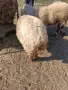 Продавам коза и овце, снимка 5