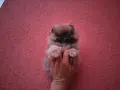 Мини момиченце. Померан., снимка 2