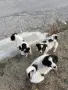 Подарявам малки кученца, снимка 4