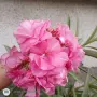 комплект 4бр зокуми ПОДАРЪК палма , снимка 1