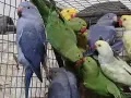 продавам малки александри, снимка 1