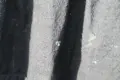 Русенска кърлянка , снимка 9