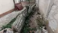Продавам 3 орехови трупи, снимка 8
