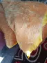 Губер,портокалов цвят, снимка 4
