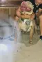 American Bully XL, снимка 10