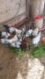 Холандски гащати кокошки, снимка 1 - Кокошки и пуйки - 40833592