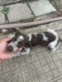 Лагото Романьоло, снимка 2