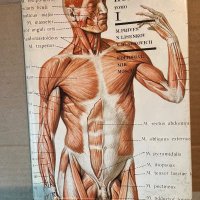 Anatomia Humana. Tomo 1 Generalidates Aparato Locomotor М. Prives, N. Lisenkov, V. Bushkovich, снимка 1 - Специализирана литература - 40370962