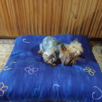 Пуф възглавница за куче, снимка 5 - За кучета - 38184963