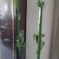 Кактуси Еуфорбия Тригона, снимка 4 - Стайни растения - 42863856