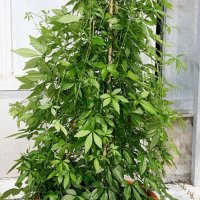  Гиностема петолистна, Джиаогулан,Gynostemma pentaphyllum , снимка 6 - Градински цветя и растения - 39828272